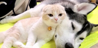 ハスキー犬に寄り添う子猫