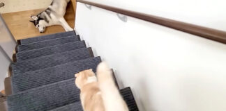 倒れているハスキー犬が気になる猫