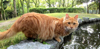 猫とカモ