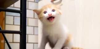 ご飯を催促する子猫