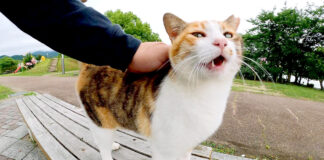 ナデナデ好きの猫