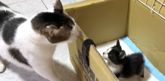 先住猫と子猫の初対面