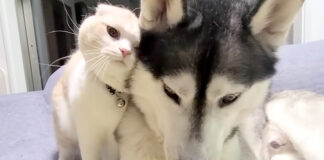 ハスキー犬に謝罪する猫