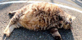 転がっていた猫