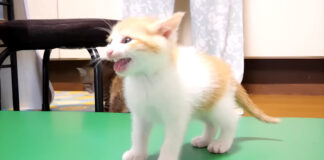 薬が飲みたい子猫