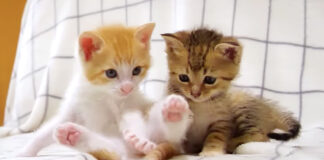 食後の子猫達