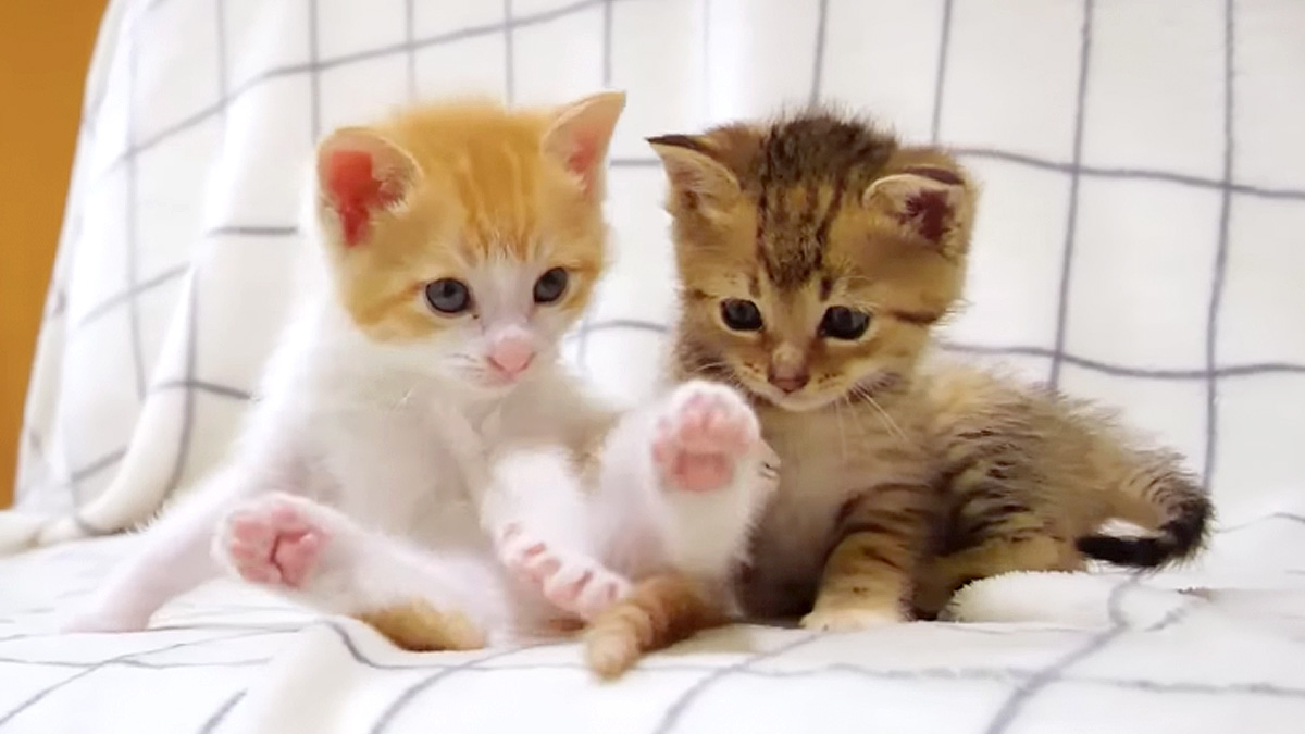 食後の子猫達