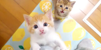 ミルクが飲みたい子猫達