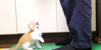 ミルクが飲みたい子猫