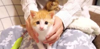 ミルクが待ちきれない子猫