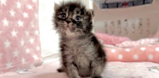 見つめてくる子猫