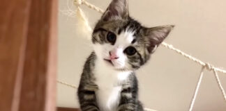 要求してくる子猫
