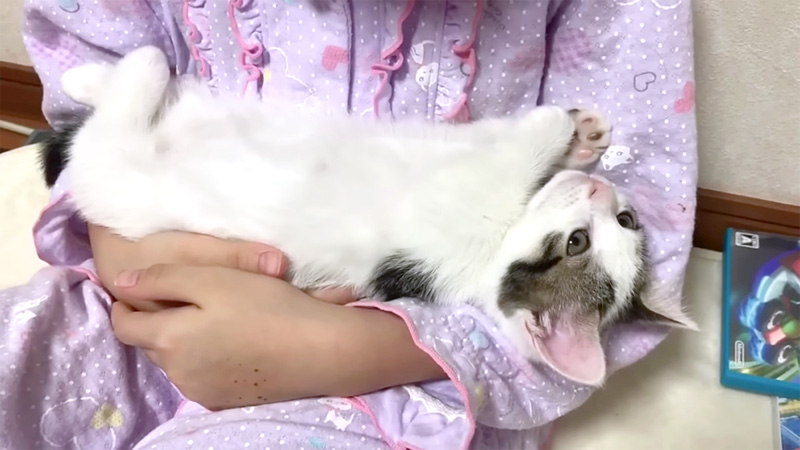 女の子に抱っこされる子猫