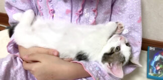 女の子に甘える子猫