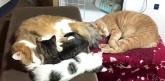 子猫達を寝かしつける父猫