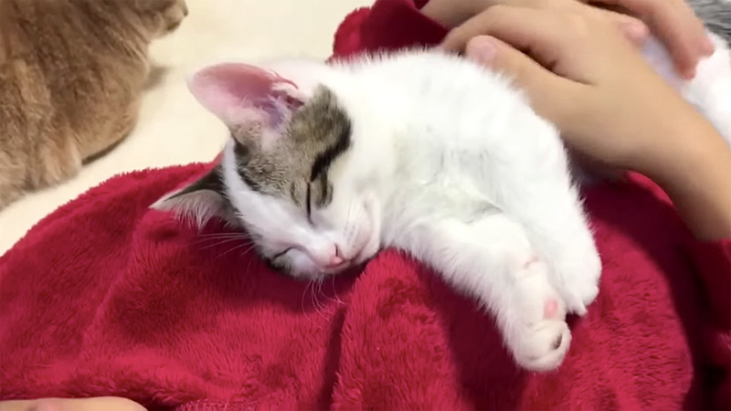 ウトウトする子猫