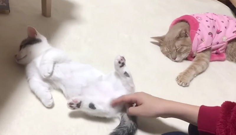 寝かしつけられる子猫