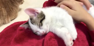 男の子に寝かしつけられる子猫