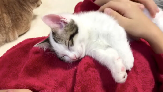 男の子に寝かしつけられる子猫