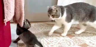 子猫を助けに向かう父猫