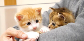 腕の中の子猫達