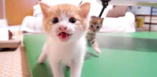 ご飯が待ちきれない子猫