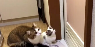 お風呂が気になる猫達