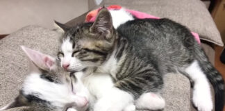 兄弟を噛んだまま眠る子猫