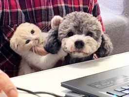 オンライン会議に参加してきた犬と子猫