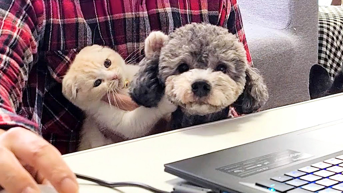 オンライン会議に参加してきた犬と子猫