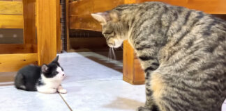 先住猫に親の威厳を感じた子猫