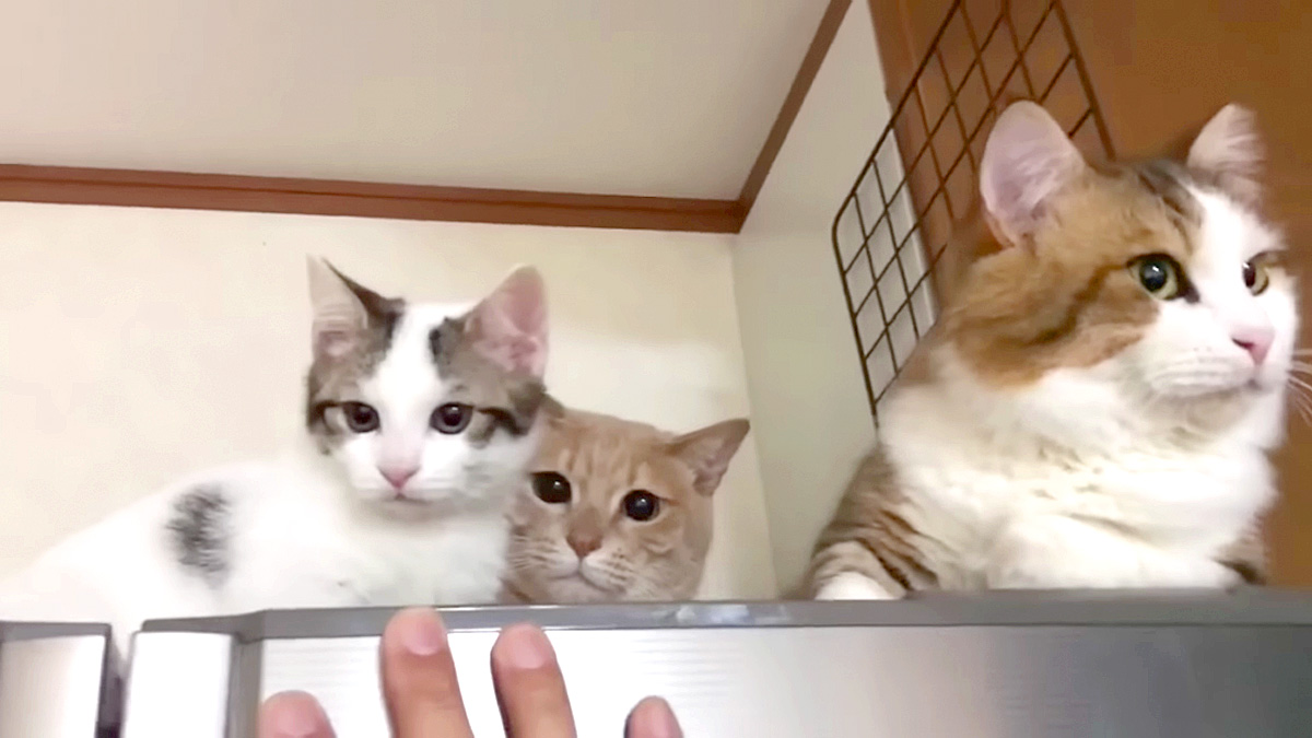 冷蔵庫の上の猫達