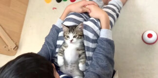 催眠術にかかる子猫