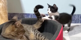先住猫のシッポで遊ぶ子猫