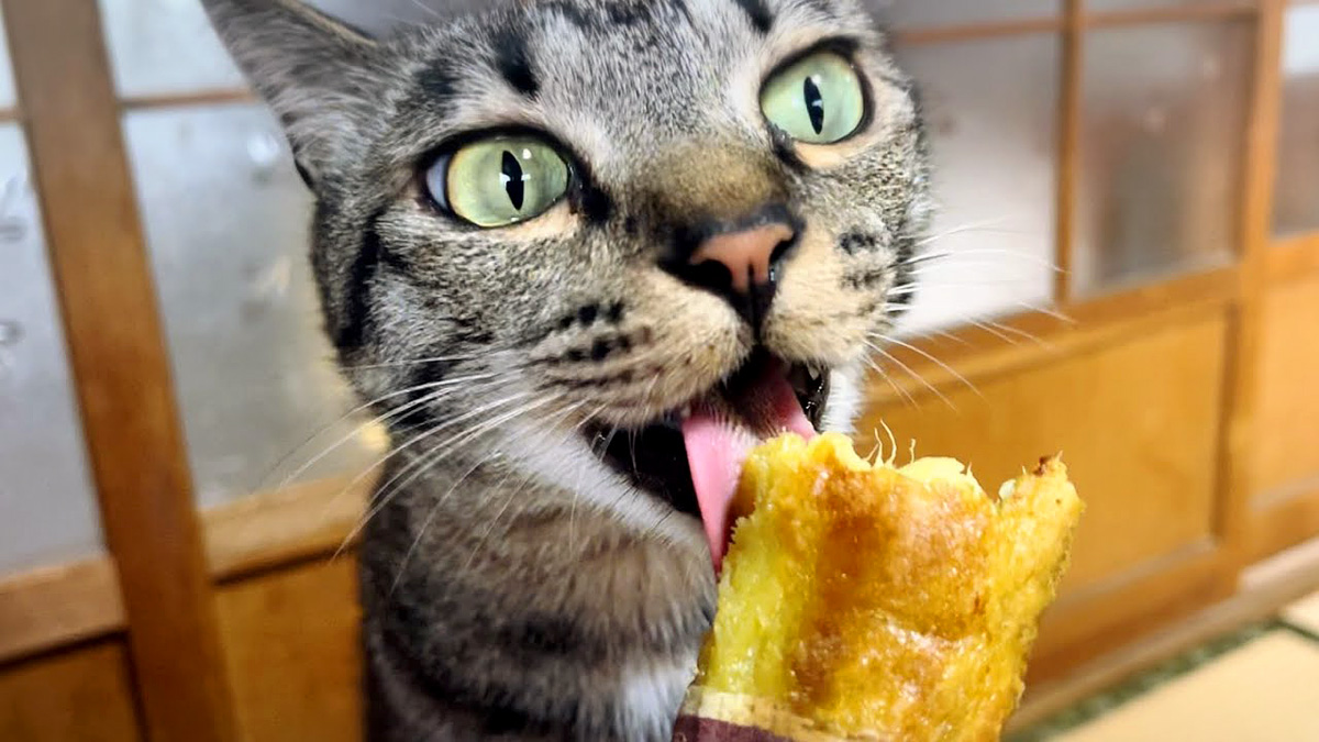 焼き芋を食べる猫