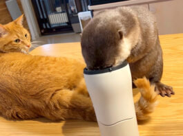 コップをなぎ倒したカワウソ