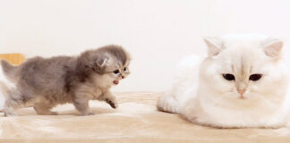 戦いを挑む子猫
