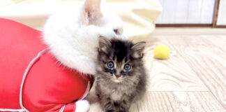 先住猫に甘える子猫