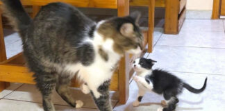 先住猫と仲良くなりたい子猫