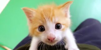 お腹が空いた子猫