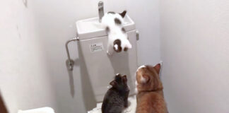 トイレで遊ぶ猫達