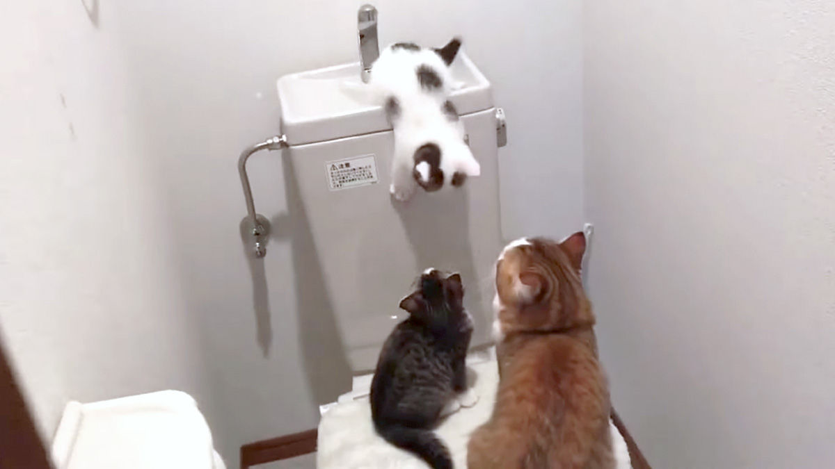 トイレで遊ぶ猫達