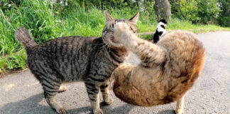 取っ組み合いする猫達