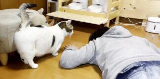 父さんが気になる猫