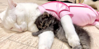 先住猫の腕枕で眠る子猫
