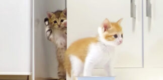 兄猫に忍び寄る妹猫