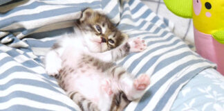 油断しきった子猫