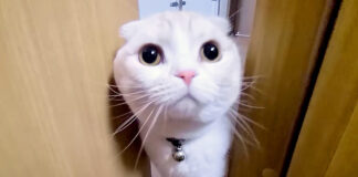 呼びに来た子猫