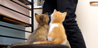 椅子の上で待つ子猫達
