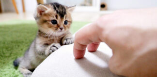 飼い主さんと遊ぶ子猫